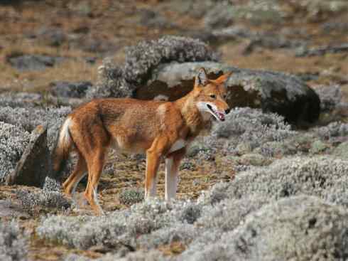 犬科：犬亚科犬属之西门豺、侧纹豺（胡狼类）