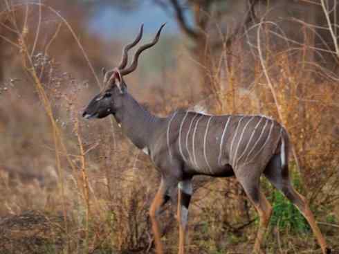 麒麟：传说的兽原型探秘（紫羚）
