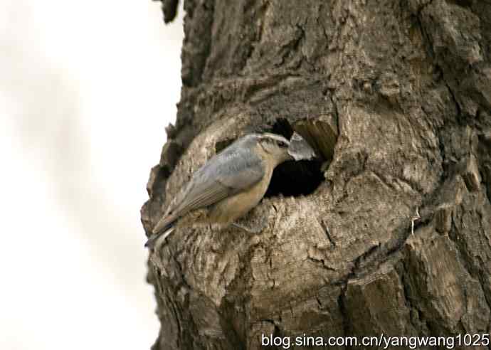 北京植物园的鸟类——黑头鳾（shi）的小家