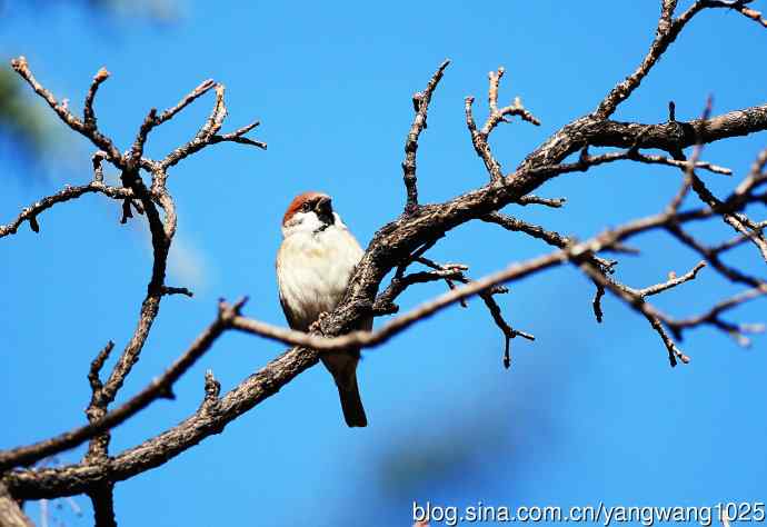 候鸟已过境,麻雀来当家 候鸟已过境,麻雀来当家