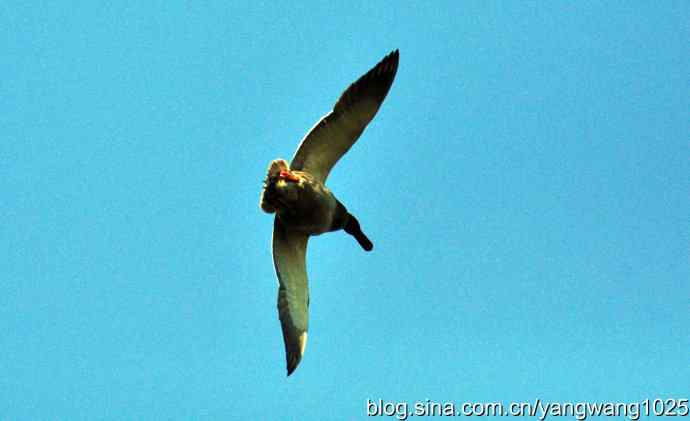 飞 wbr（雁） wbr1