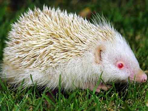 白虎:传说的兽原型探秘 白虎:传说的兽原型探秘