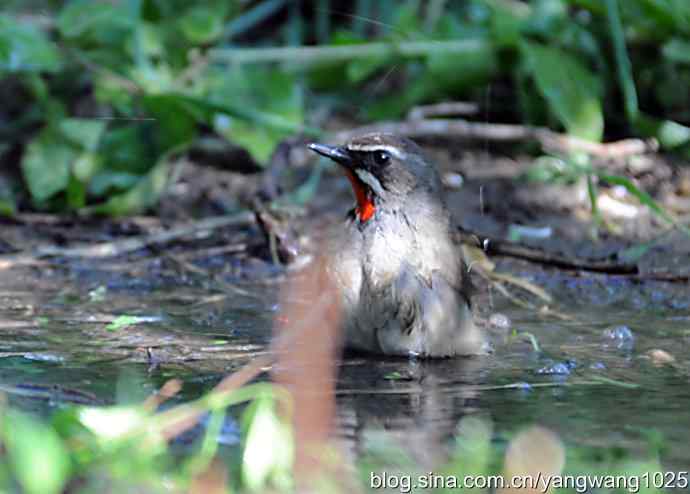 红喉歌鸲(雄性)续2 红喉歌鸲(雄性)续2