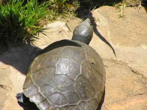 玄武：传说的兽原型探秘（侧颈龟类）