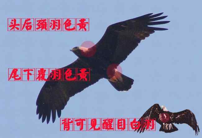 白肩雕成鸟 猛禽大全——中国东部地区27种迁徙类猛禽辨识