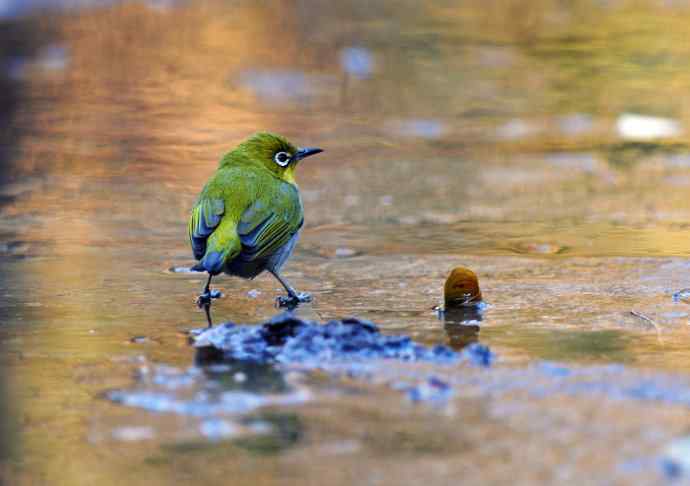 暗绿绣眼鸟（1）