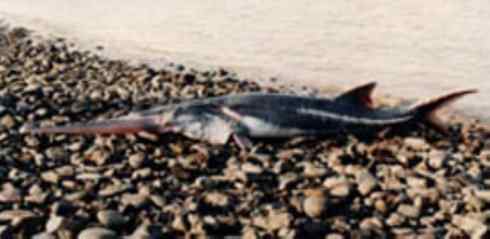 鱼类活化石：匙吻鲟科