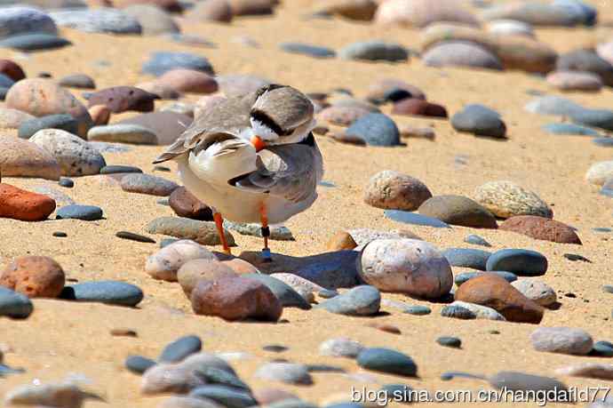 美国鸟类摄影——笛鸻（2）