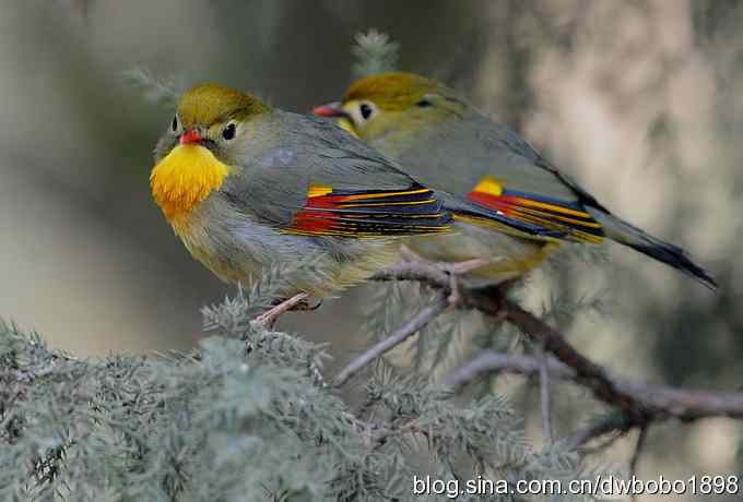 相思趣拍-贺三八国际妇女节