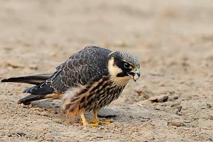 弱肉强食（杀戮吞噬篇）