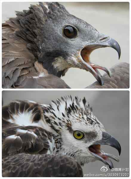 凤头蜂鹰 雌雄双煞