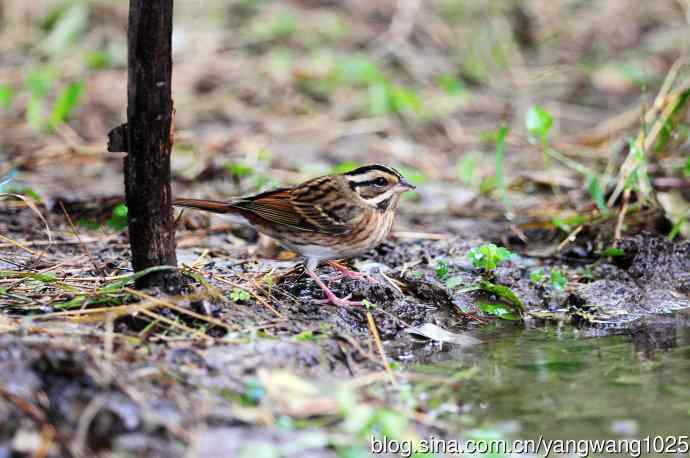 北京天坛公园的鸟类——三道眉草鹀（1）