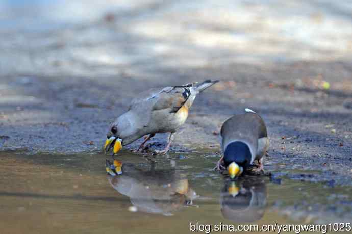 饮水的黑尾蜡嘴雀(1) 饮水的黑尾蜡嘴雀(1)