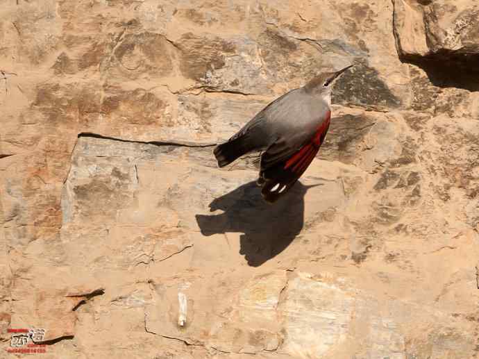 北京十渡 wbr路 wbr红翅旋壁雀 北京十渡 wbr路 wbr红翅旋壁雀