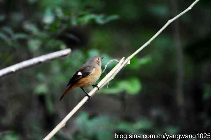 雌性北红尾鸲(2) 雌性北红尾鸲(2)