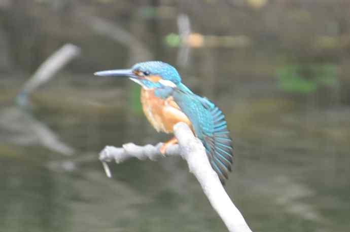 拍翠鸟（纪实）