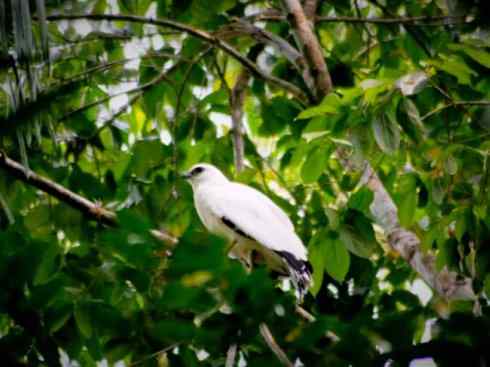 白头鸟系列:另类的美丽12 白头鸟系列:另类的美丽12