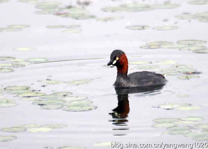早餐 wbr鈥斺斝t捕鱼纪实 早餐 wbr鈥斺斝t捕鱼纪实