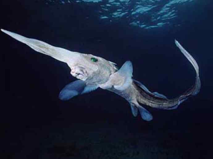 鱼类活化石：长吻银鲛