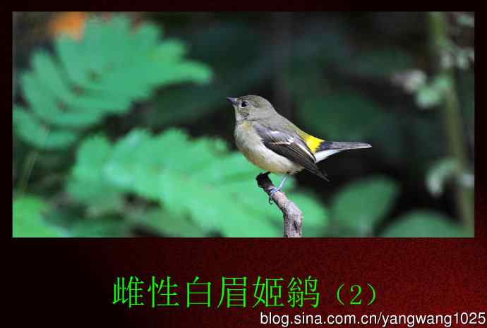 北京天坛公园的鸟类——雌性白眉姬鹟（6）