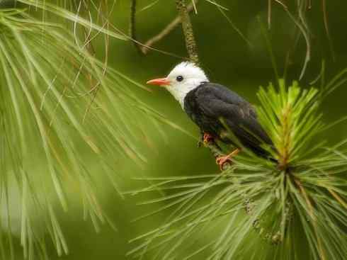 白头鸟系列:另类的美丽（黑短脚鹎）