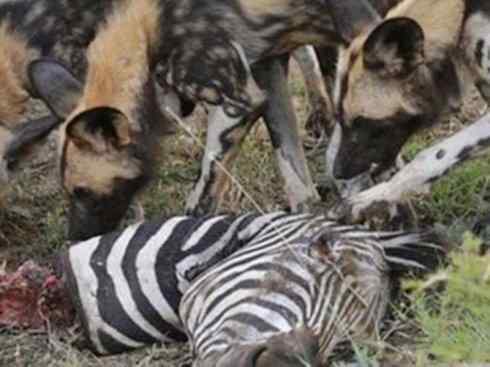 犬科：薮犬亚科非洲野犬属之非洲野犬