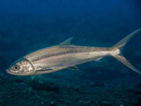鱼类活化石：虱目鱼
