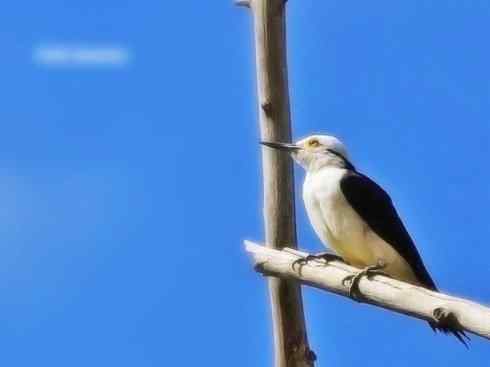 白头鸟系列:另类的美丽4 白头鸟系列:另类的美丽4