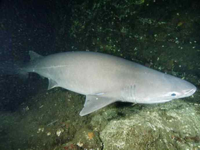 鱼类活化石：皱鳃鲨