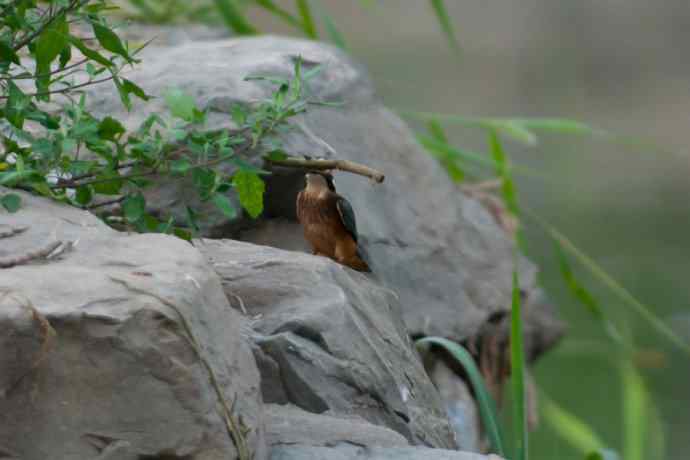 奇异翠少.衔棒苦练叼鱼功