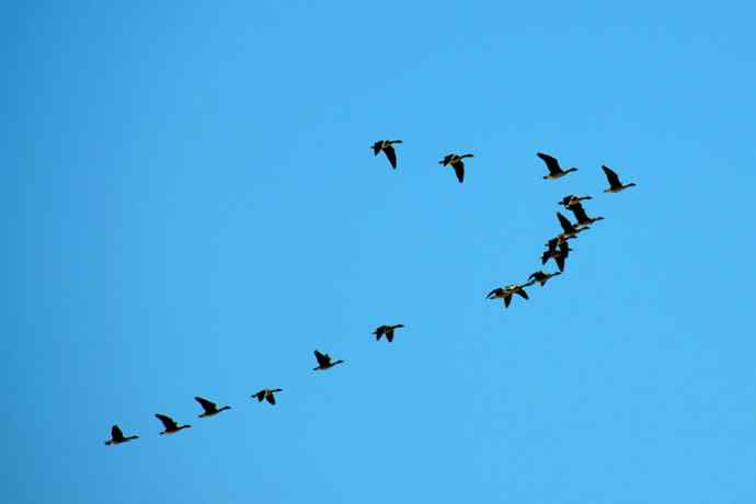 美丽的野鸭湖 美丽的野鸭湖