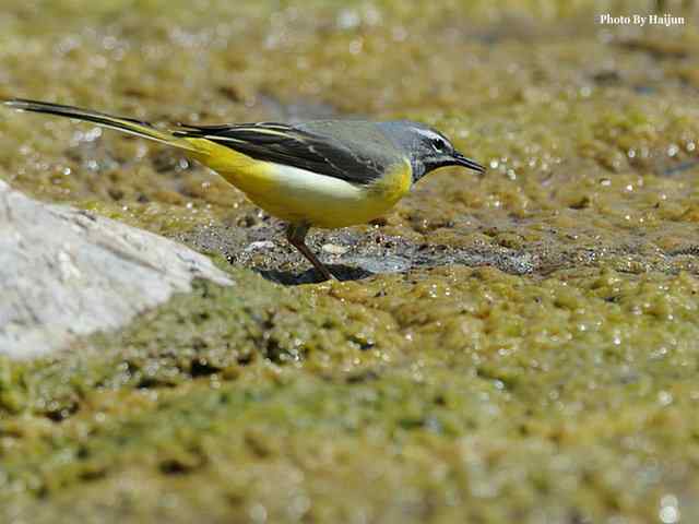 房山十渡(灰鹡鸰) 房山十渡(灰鹡鸰)