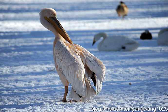 春雪之后（鹈鹕）