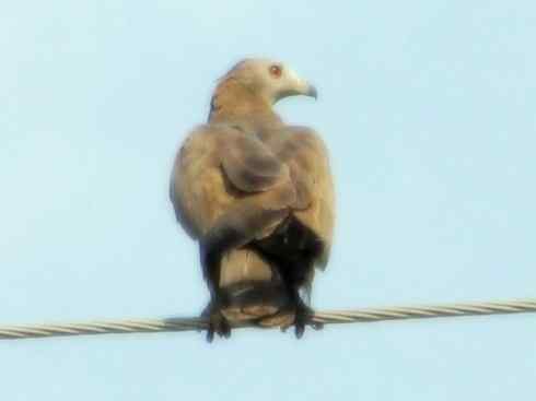十大喜食蜂蜜动物：凤头蜂鹰
