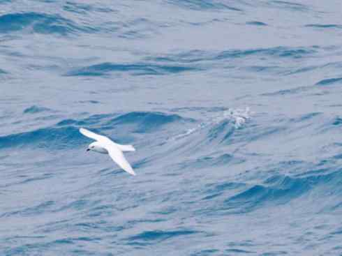 奇特的盔:雪海燕 奇特的盔:雪海燕