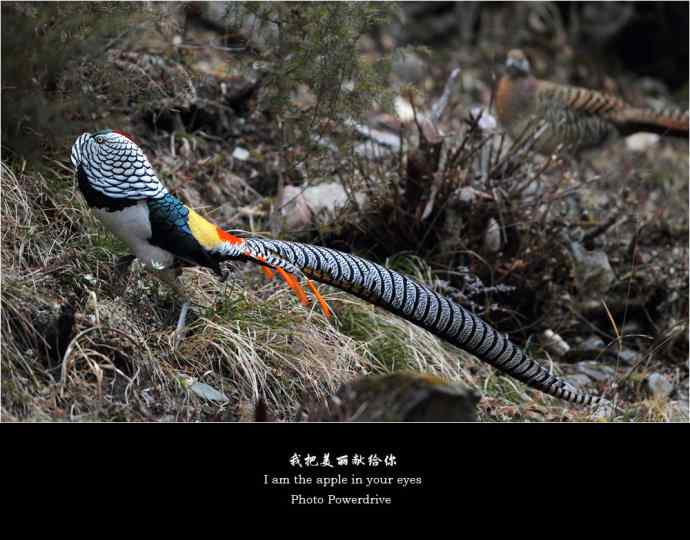 【我把美丽献给你】（I wbram wbrthe wbrapple wbrin wbryour wbreyes）