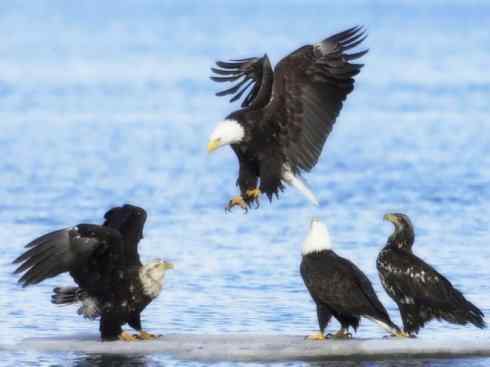 白头鸟系列:另类的美丽12 白头鸟系列:另类的美丽12