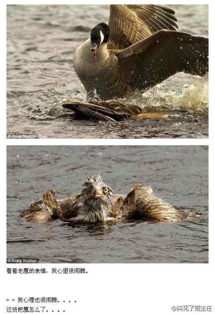 大雁暴打老鹰