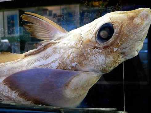 鱼类活化石：银鲛