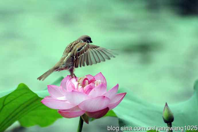 雀与荷 wbr4 雀与荷 wbr4