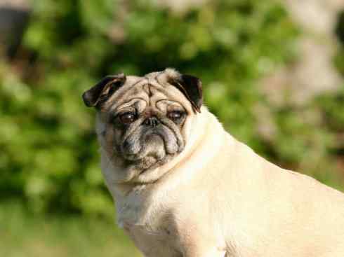 犬科：犬亚科犬属之澳洲野犬、歌唱犬、家犬