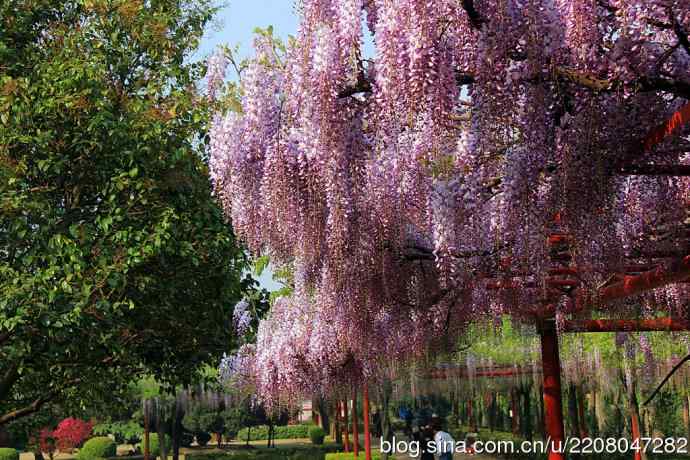 186.紫藤园