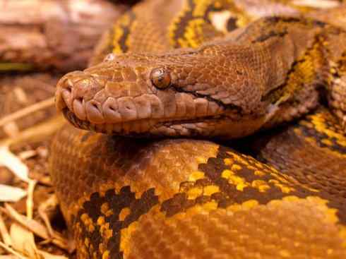 龙：传说的兽原型探秘（蟒蛇类）