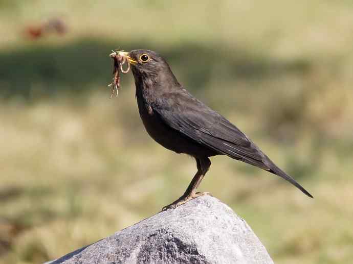 四川西昌鸟类摄影——乌鸫