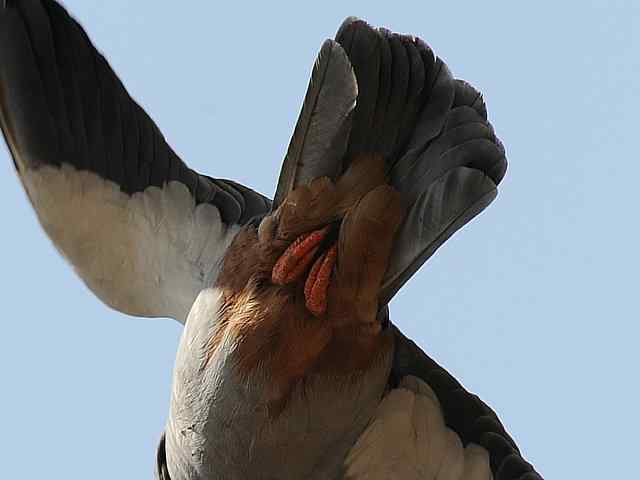 阿穆尔隼咏叹 阿穆尔隼咏叹