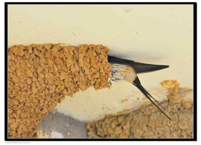 金腰燕衔泥筑巢