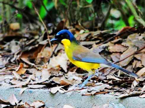 美丽无罪：雀鸟之噪鹛