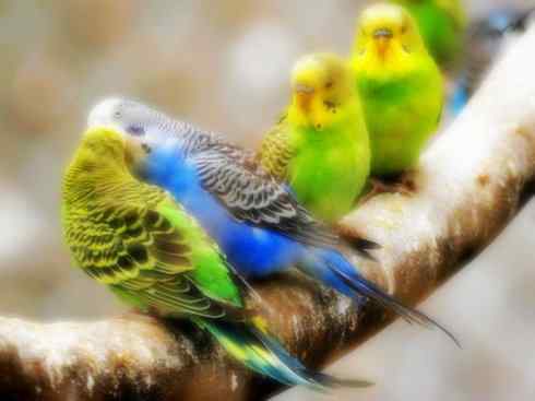 家禽驯化之源之七