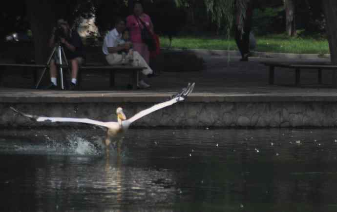 再拍大鹈鹕 wbr wbr4 再拍大鹈鹕 wbr wbr4