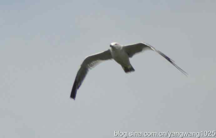 海鸥（抓拍）
